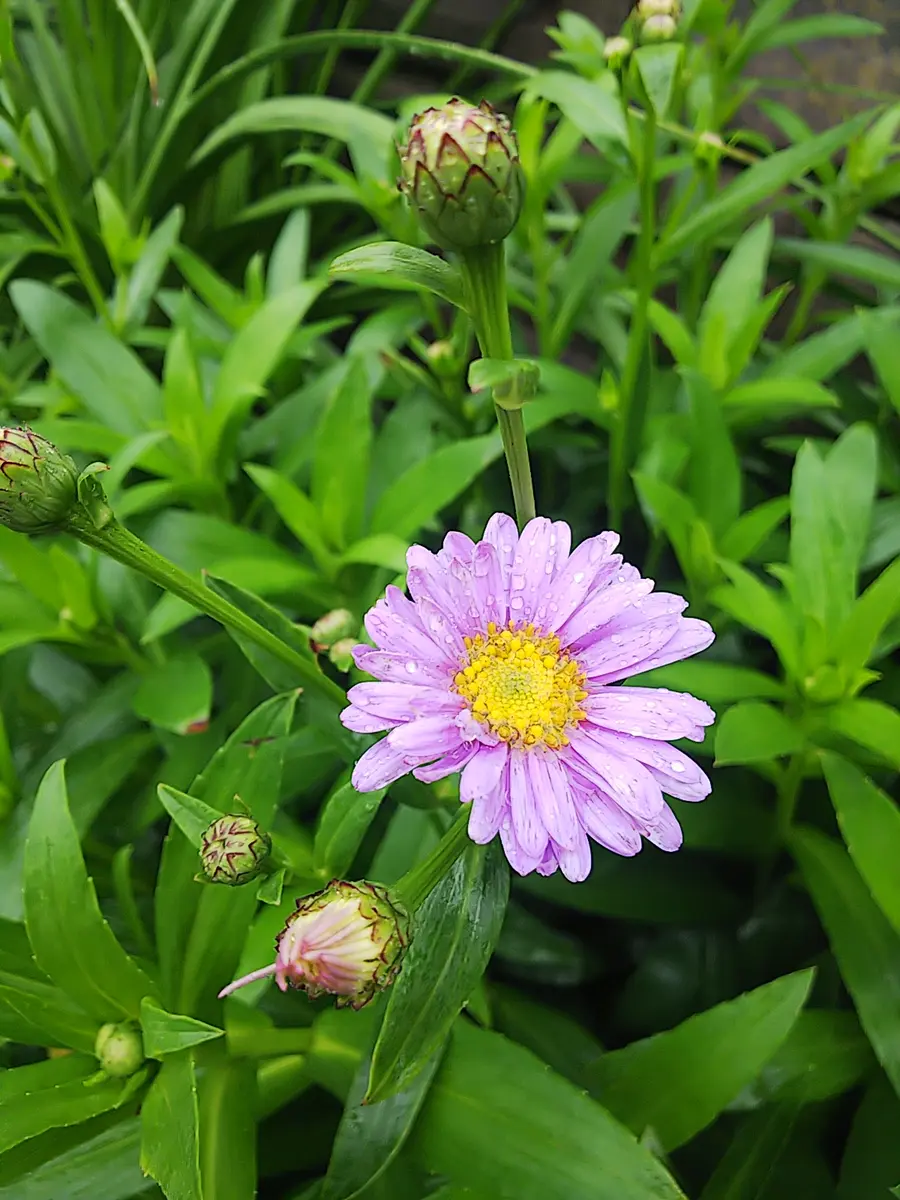 解決)名前を教えてください🙇💦｜園芸日記byいわて花メン🗿｜みんなの  
