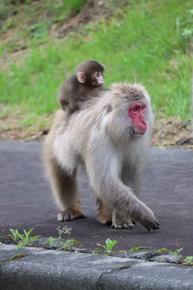 ちび猿ちゃん｜園芸日記byノエルママ｜みんなの趣味の園芸｜588483