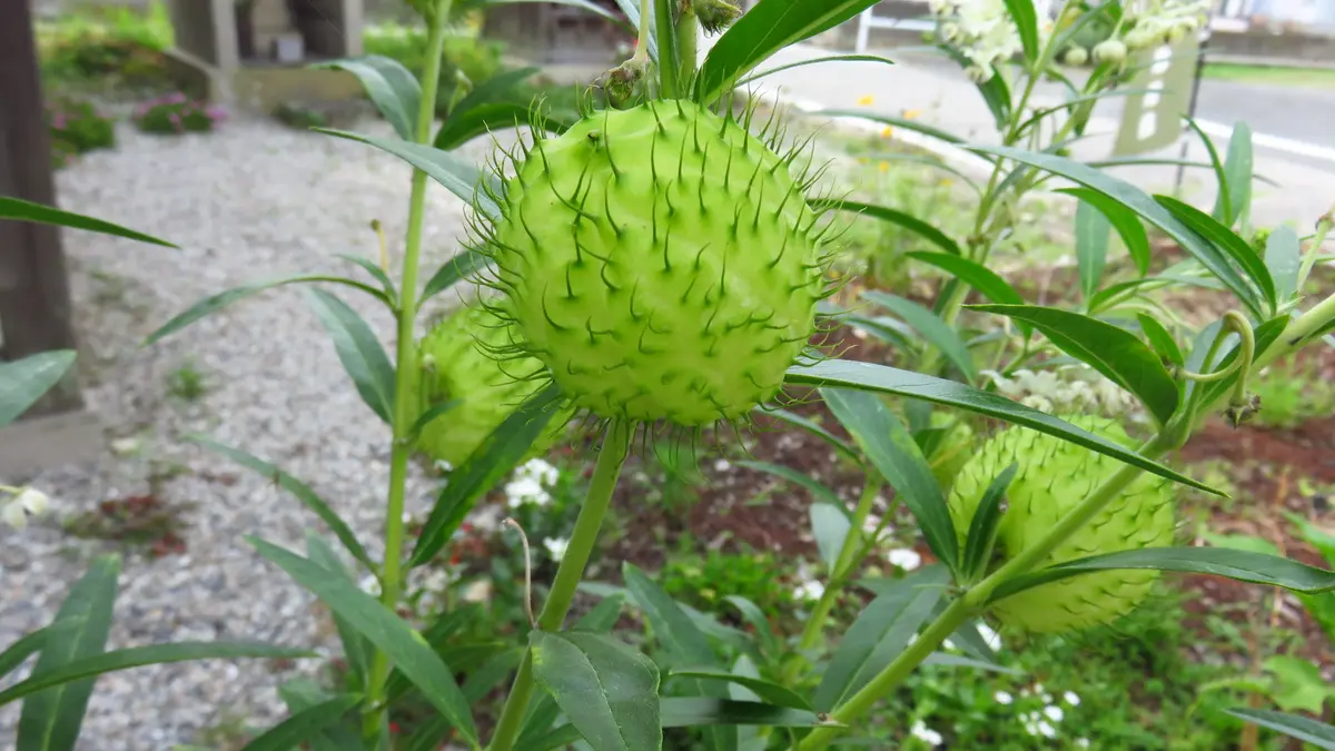 フウセントウワタ(風船唐綿)｜園芸日記byshinji70｜みんなの趣味