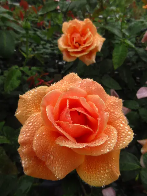 雨中の薔薇…美しく。｜園芸日記byタウラスゆうき｜みんなの趣味