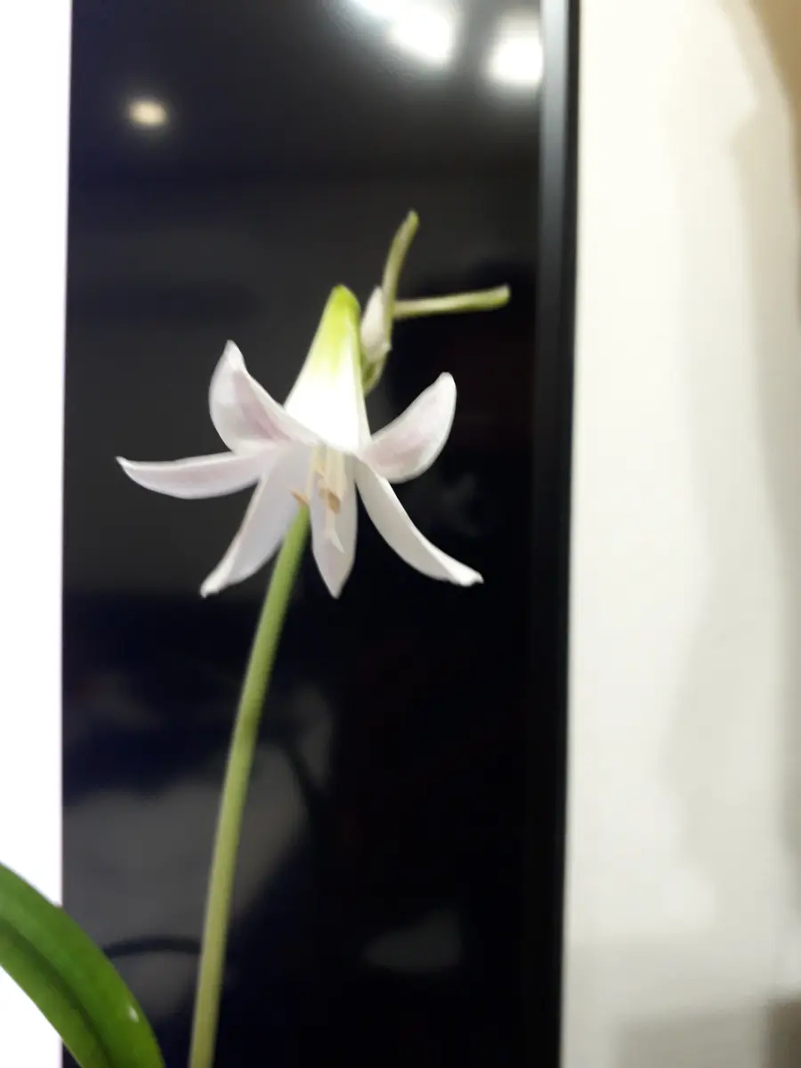 7月の花達、山野草｜園芸日記byoldna｜みんなの趣味の園芸｜589998