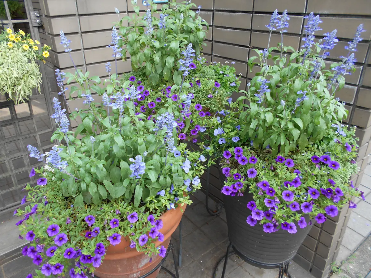 玄関の寄せ植え その後｜園芸日記byキョンシー｜みんなの趣味の園芸