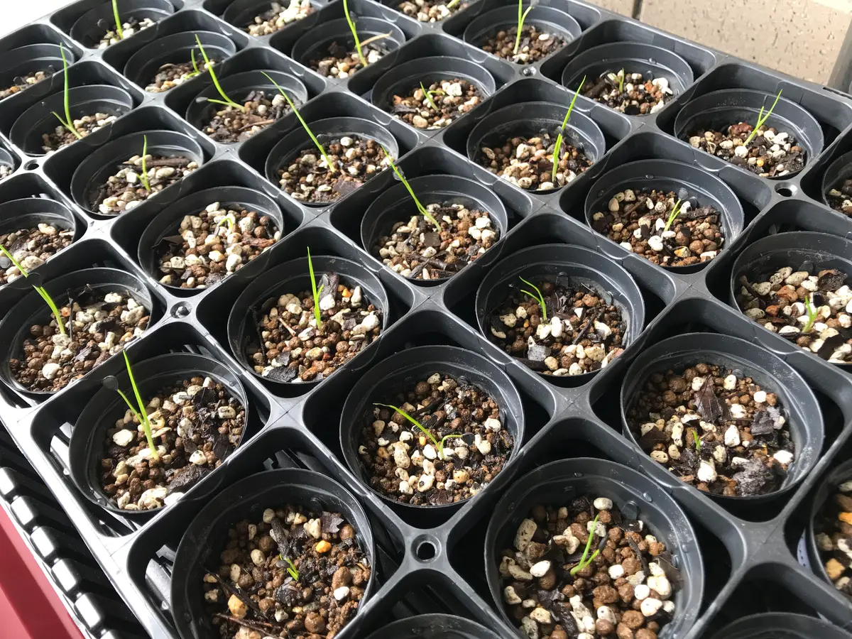 ユッカリギダ 1株 【公式通販】