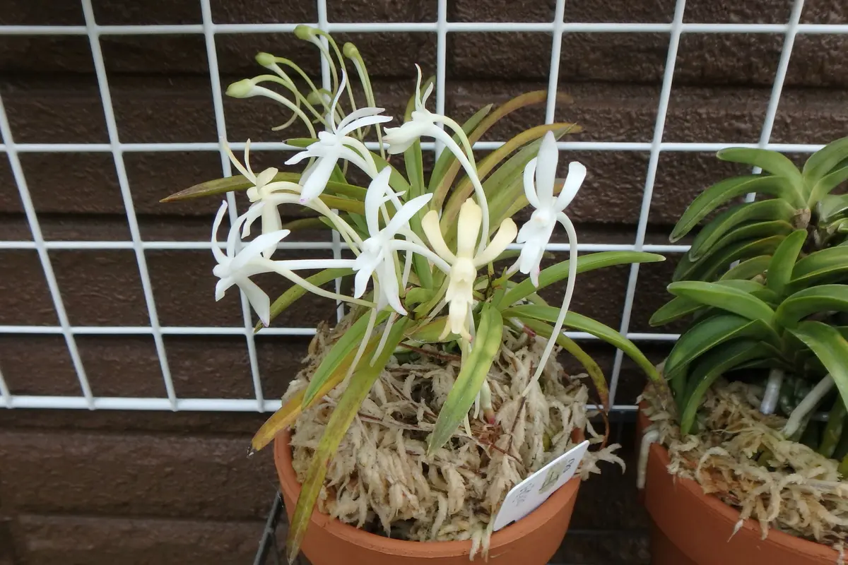 うちの富貴蘭展｜園芸日記byカワモチ｜みんなの趣味の園芸｜591880
