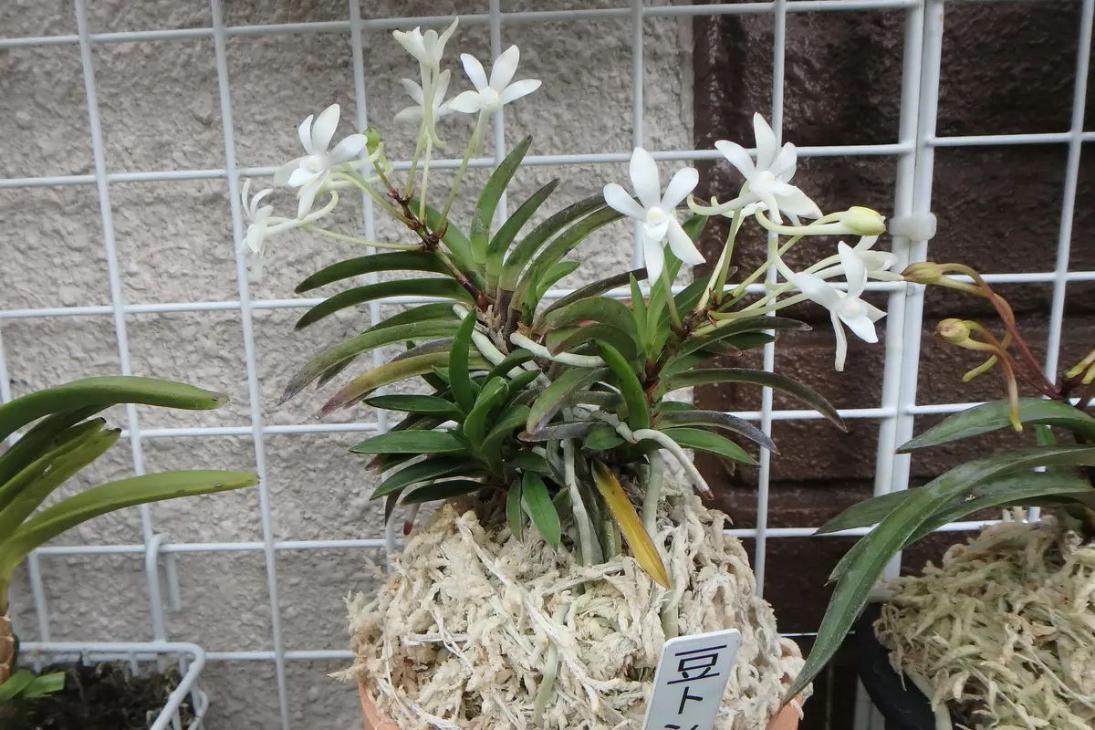 富貴蘭 月笙(稀に見る立派な極上木)