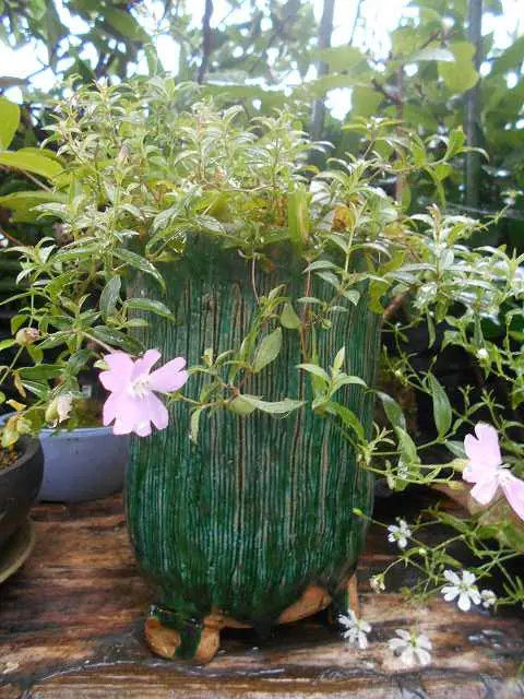 イ*ス様 山野草、ナデシコ科　[ワダソウ]１鉢 日本の野草11 小さいナデシコ科｜園芸日記bycoge｜みんなの趣味の園芸