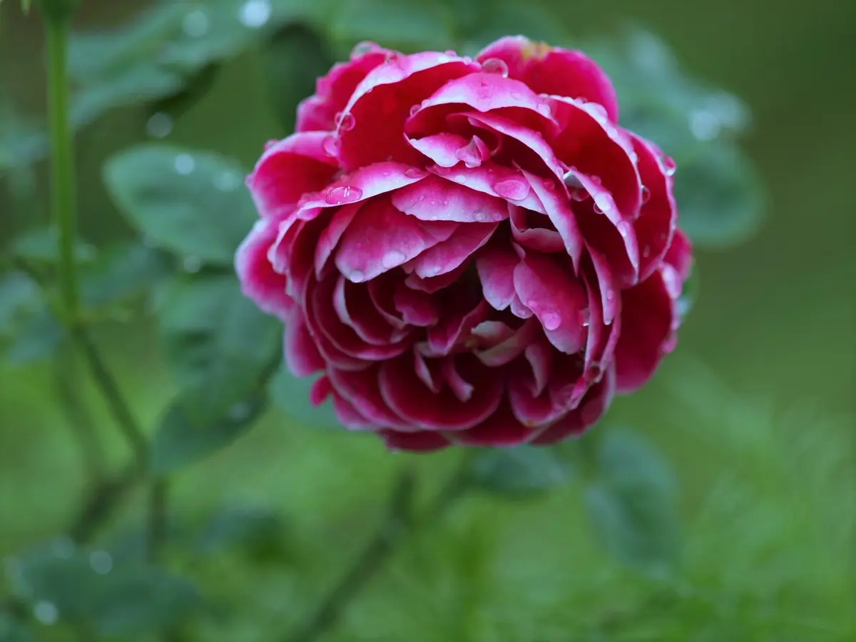 森レア、まとめorバラで！ バラ苗 レア薔薇 珍しいバラ J