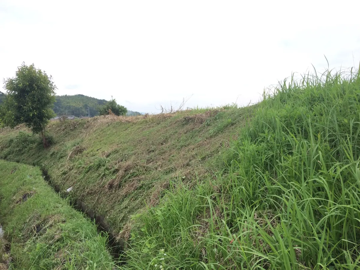 畑の土手の草刈り｜園芸日記byはたあきひろ｜みんなの趣味の園芸