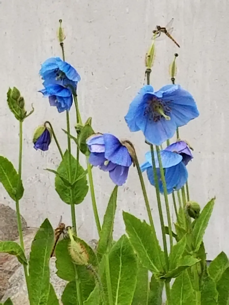 ブルーポピー💠(ヒマラヤの青いケシの花)💠②｜園芸日記byけいぱん
