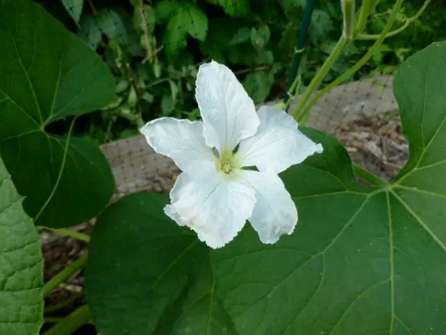 暑さで挿し木がへなへな｜園芸日記by豆太郎｜みんなの趣味の園芸｜59667