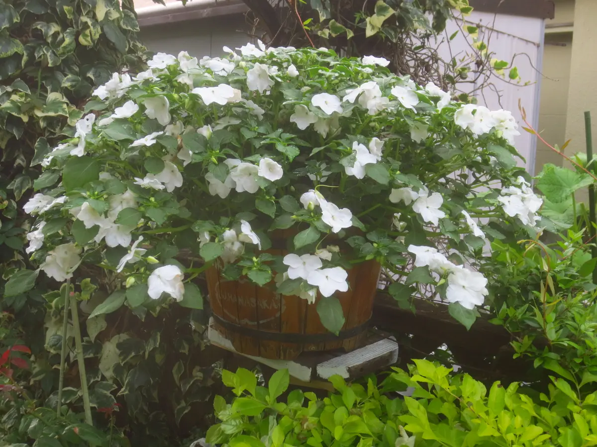 白のインパチェンス｜園芸日記byはなさか じいじ｜みんなの趣味の園芸
