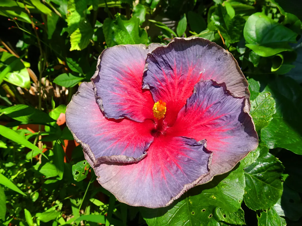 ブランド品 通販サイト ブルー系ハイビスカス🌺｜園芸日記byrider1｜みんなの趣味の園芸 Others