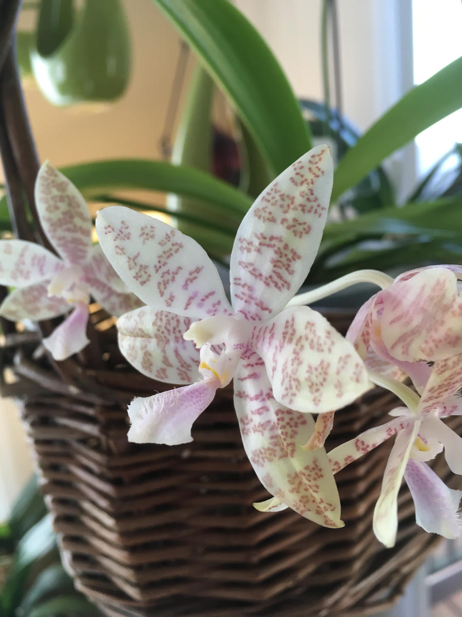 Phal.hieroglyphicaの日記一覧|mo'moさんの園芸日記-みんなの趣味の園芸