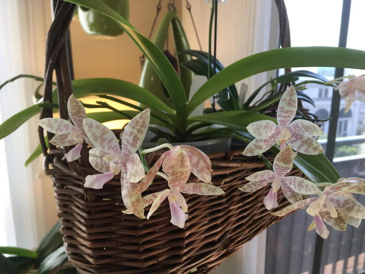 ヒエログリフィカ、再び｜園芸日記bymo'mo｜みんなの趣味の園芸｜598181