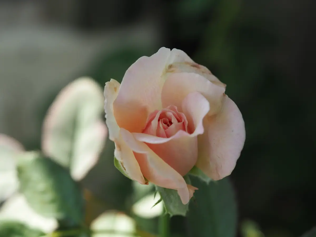 つぼみつき バラ 苗 薔薇 希少種 7/29画像更新 つぼみつき バラ 苗 薔薇 希少種 - メルカリ
