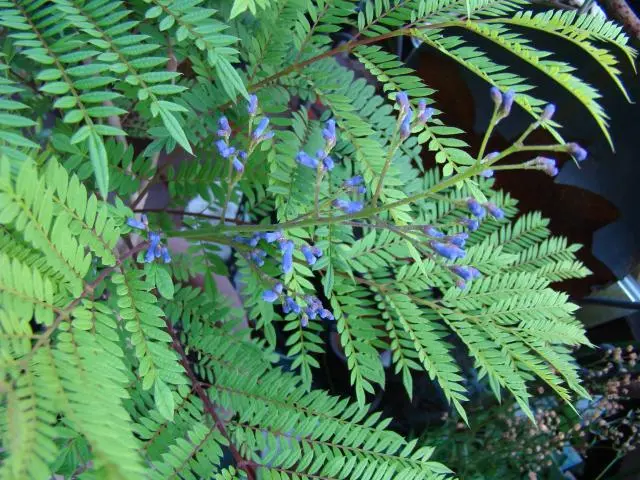 わい性ジャカランダ「ブルーブロッサムビューイング」が咲きました