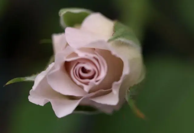 薔薇の花の渦巻きはお好きですか？｜園芸日記byらりこ｜みんなの趣味の