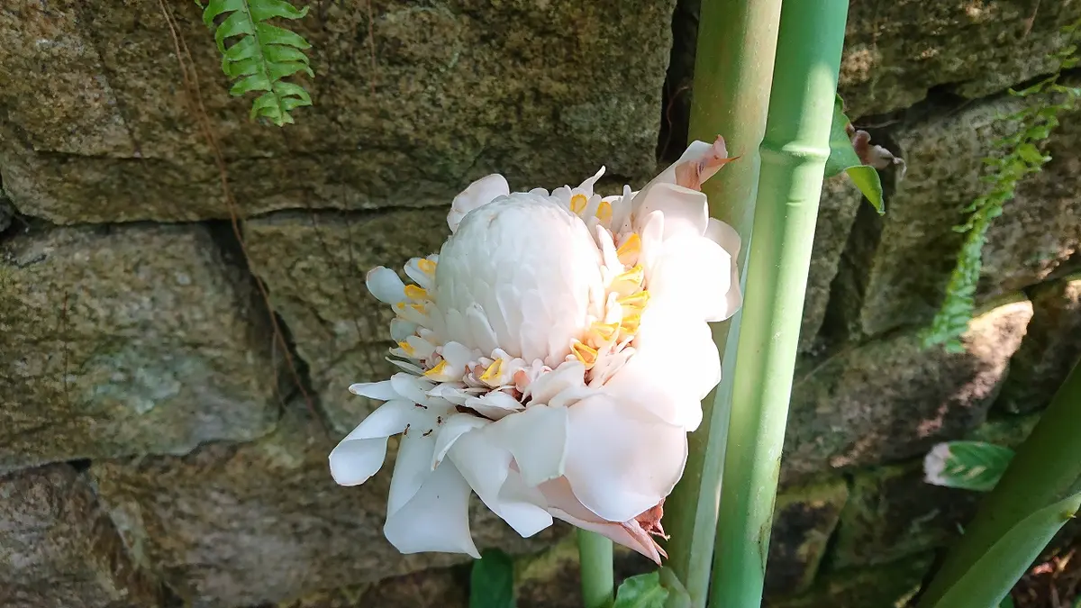 トーチジンジャー｜園芸日記by宇治市植物公園｜みんなの趣味の園芸｜601183