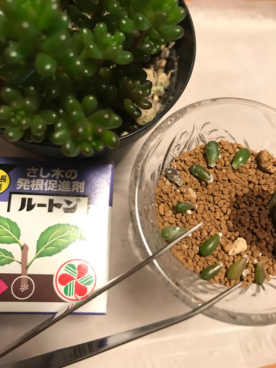 セダムレッドベリーお迎え後の葉挿し｜園芸日記byもこた｜みんなの趣味 