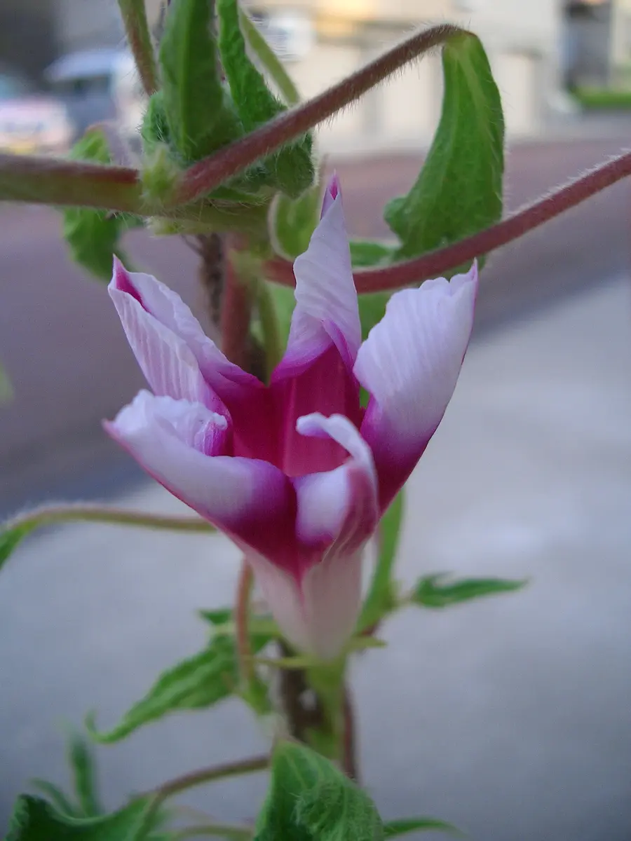 変化朝顔：黄抱笹葉紅覆輪切咲牡丹｜園芸日記byたねたね｜みんなの趣味