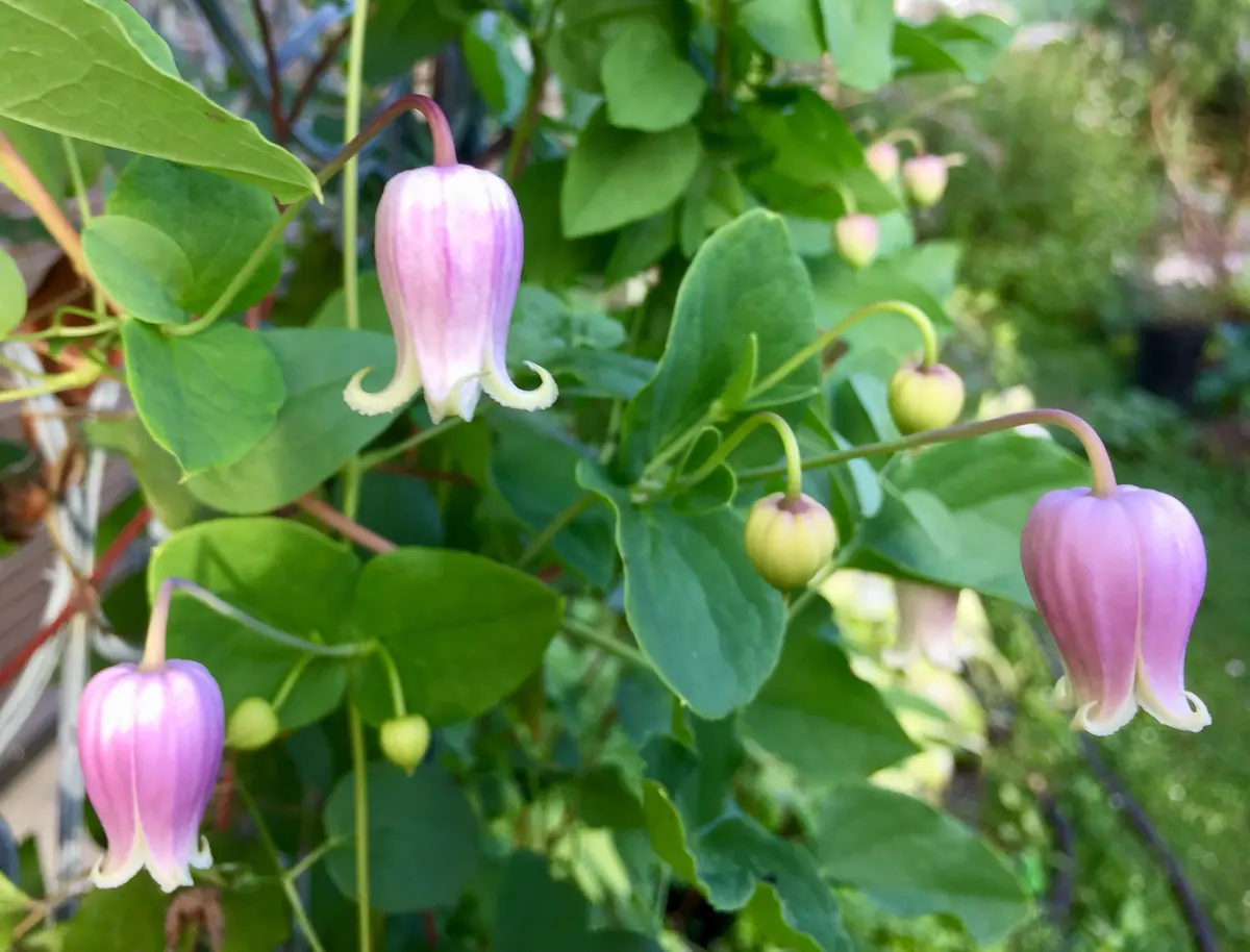 トキ色の君 壺型クレマチス苗 トキ色の君 壺型クレマチス苗