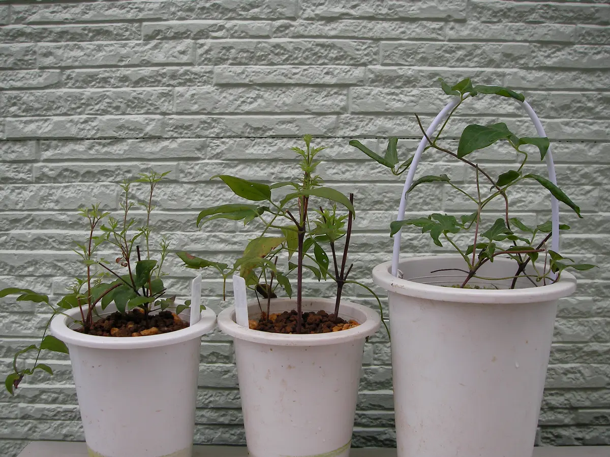 クレマチスの挿し木｜園芸日記bytomoko81｜みんなの趣味の園芸｜601932