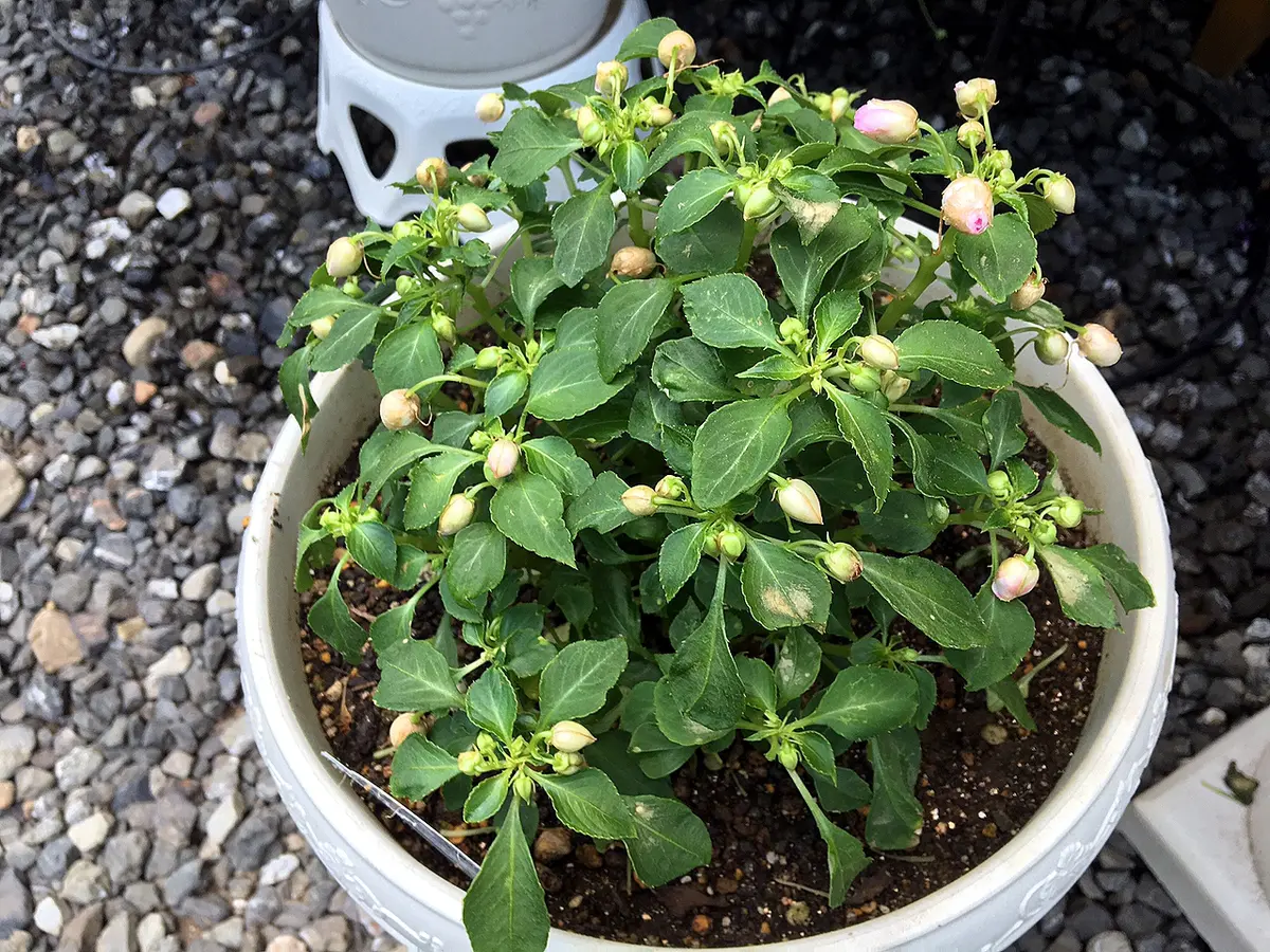 カリフォルニアローズ咲かないよん〜😭｜園芸日記byあずきもち