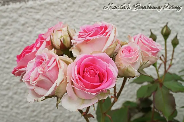 アンティーク・レース。｜園芸日記byほのか｜みんなの趣味の園芸