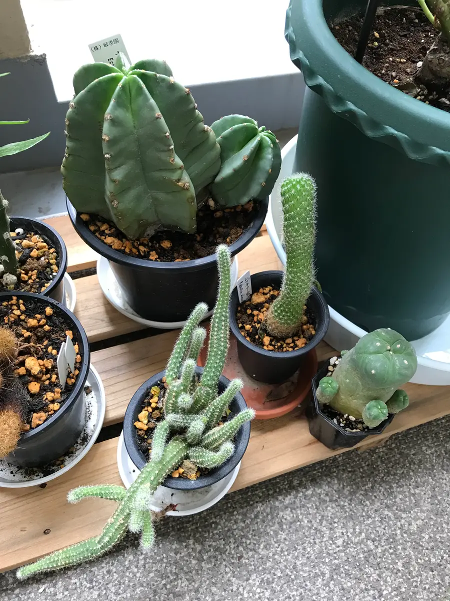 サボテン・多肉植物の今その1|園芸日記byさすらふ花好き サボテン・多肉植物の今その1|園芸日記byさすらふ花好き