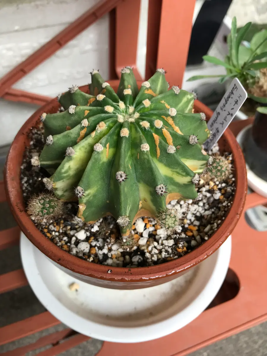 サボテン・多肉植物の今その1|園芸日記byさすらふ花好き サボテン・多肉植物の今その1|園芸日記byさすらふ花好き