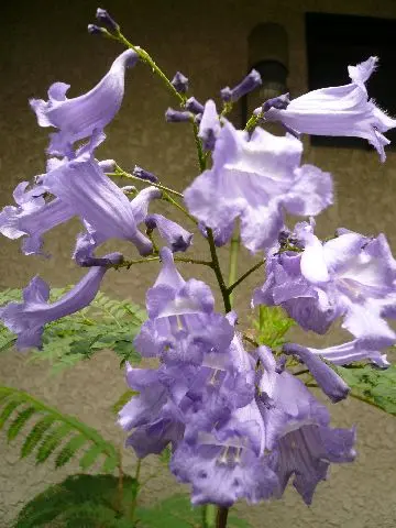 ジャカランダ｜園芸日記byからめ｜みんなの趣味の園芸｜60600
