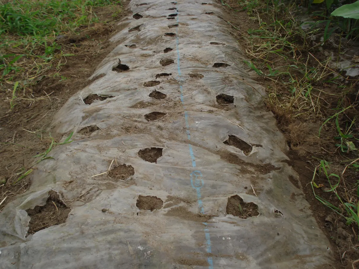 ヤスダ屋様専用 35キロ 不耕起栽培大根 【公式通販】