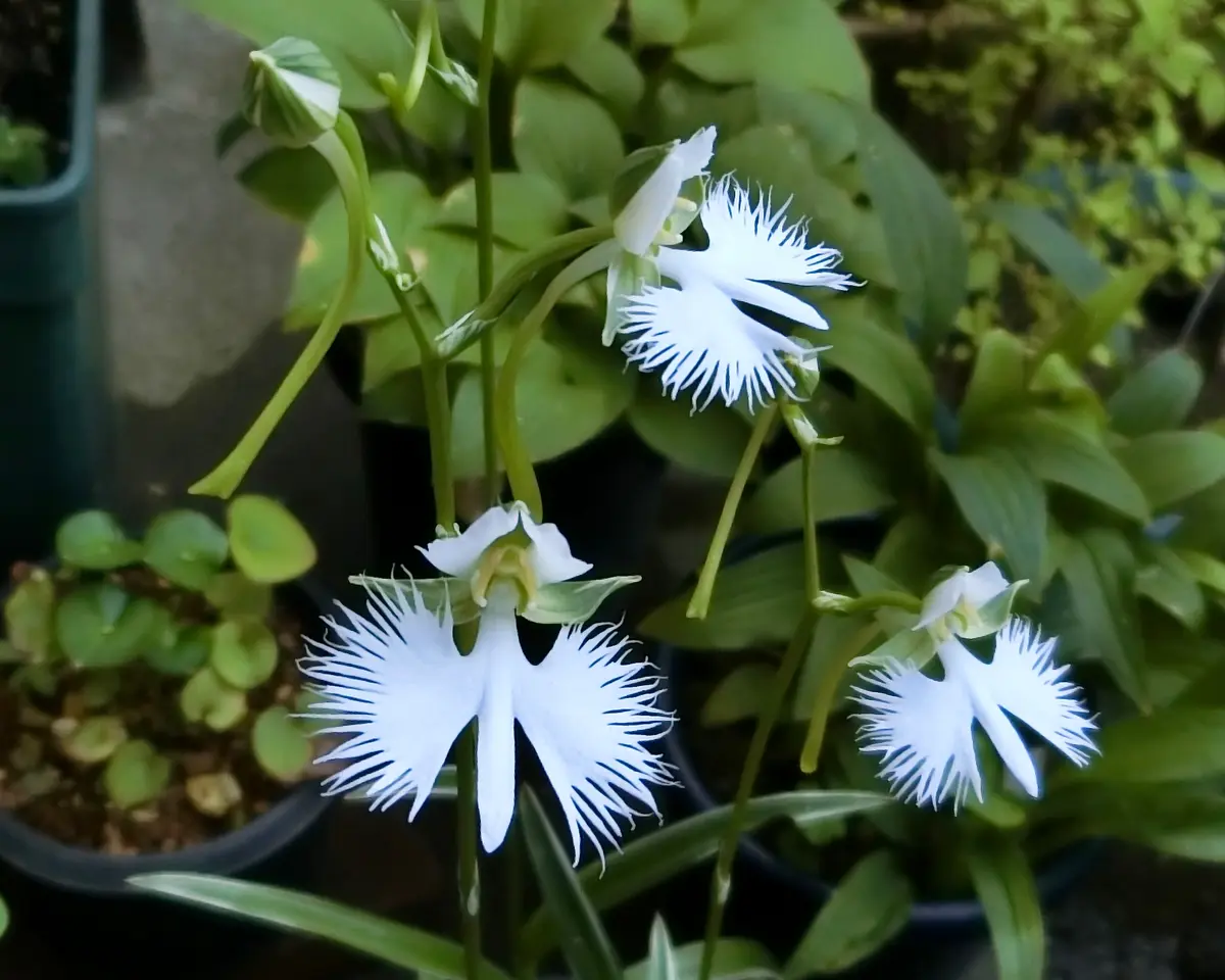 サギソウの日記一覧|ネムネコさんの園芸日記-みんなの趣味の園芸