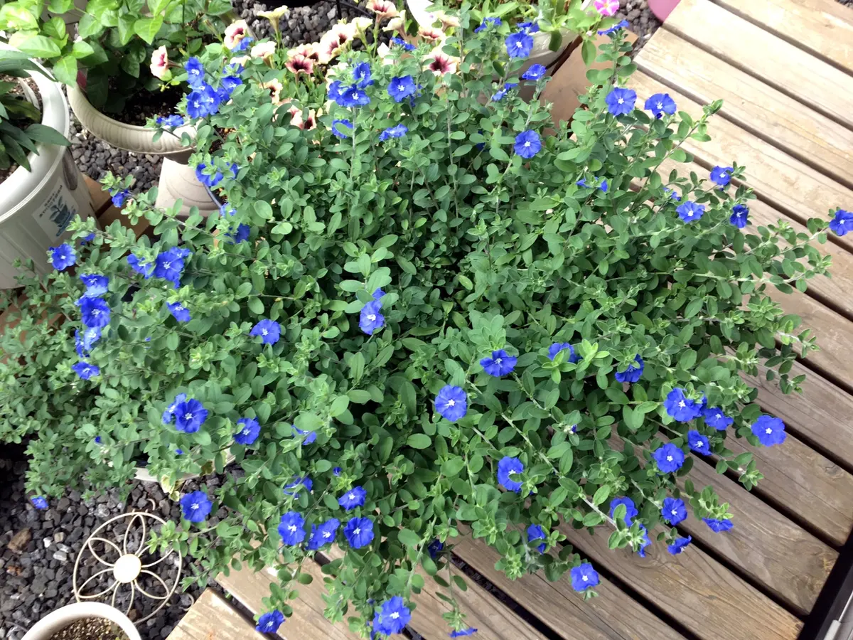 アメリカンブルー様 私だけの花チャレアメリカンブルー｜園芸日記byあずきもち｜みんなの