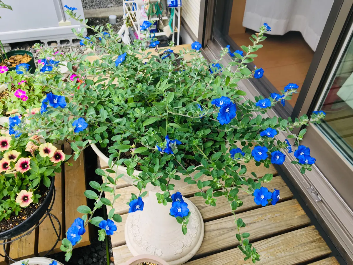 私だけの花チャレアメリカンブルー｜園芸日記byあずきもち｜みんなの