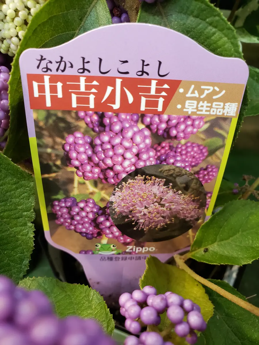 中吉 なかよし