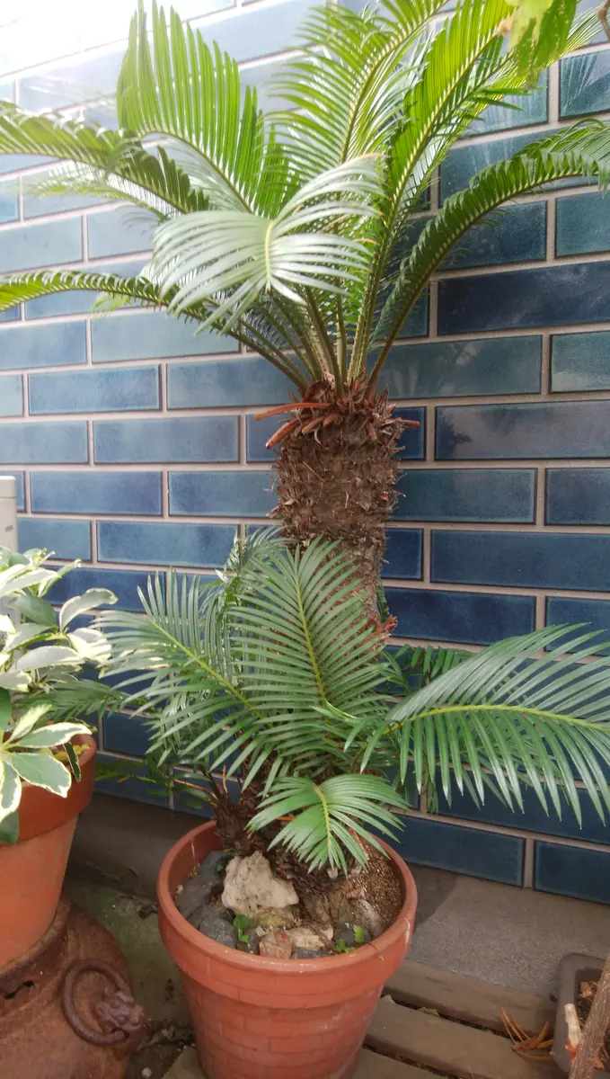 大きなソテツ 高さ約1m50cm 蘇鉄 剪定してイケメンになりました