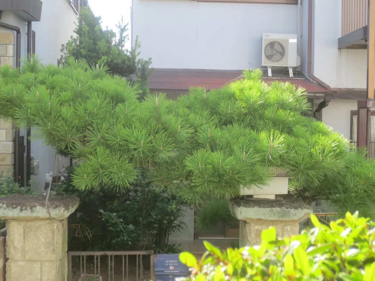 松の刈込に挑戦｜園芸日記byはなさか じいじ｜みんなの趣味の