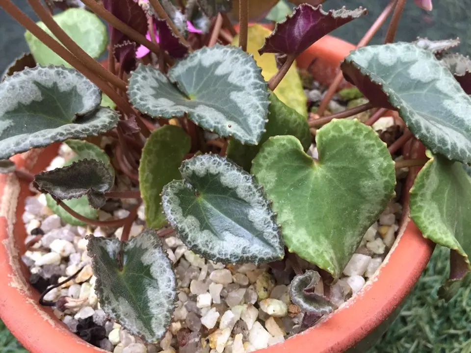 原種シクラメンコルチカム｜園芸日記byマンダル｜みんなの趣味の園芸