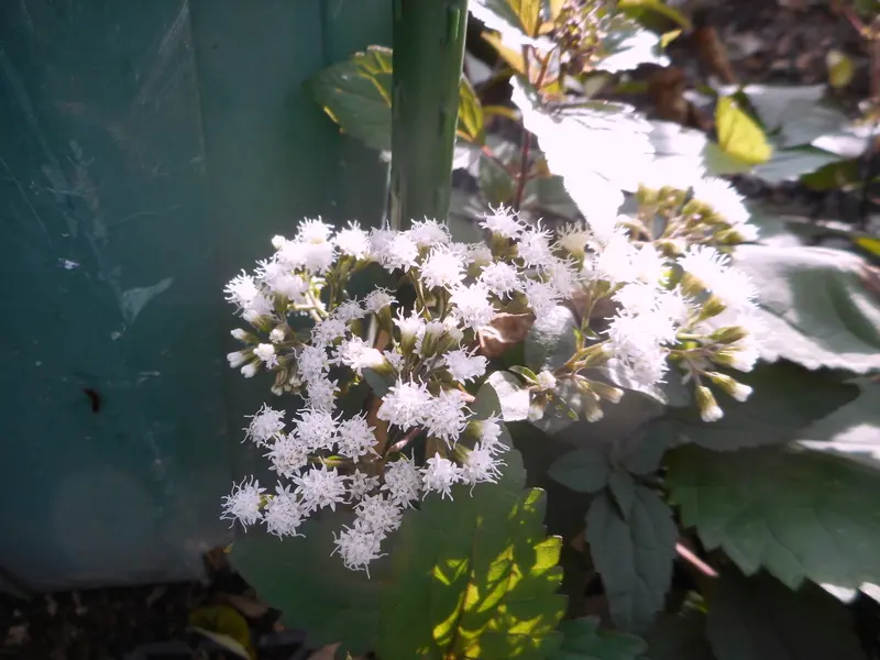 銅葉プチダリア ピーチーラバーズ💕｜園芸日記by愛は花。｜みんなの