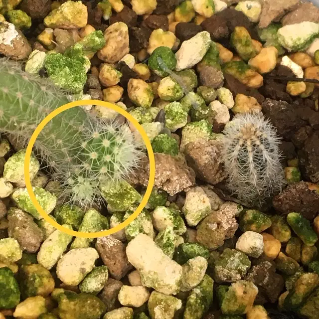 なつかしいサボテン「白檀」🌵｜園芸日記by湯島臥牛｜みんなの趣味の