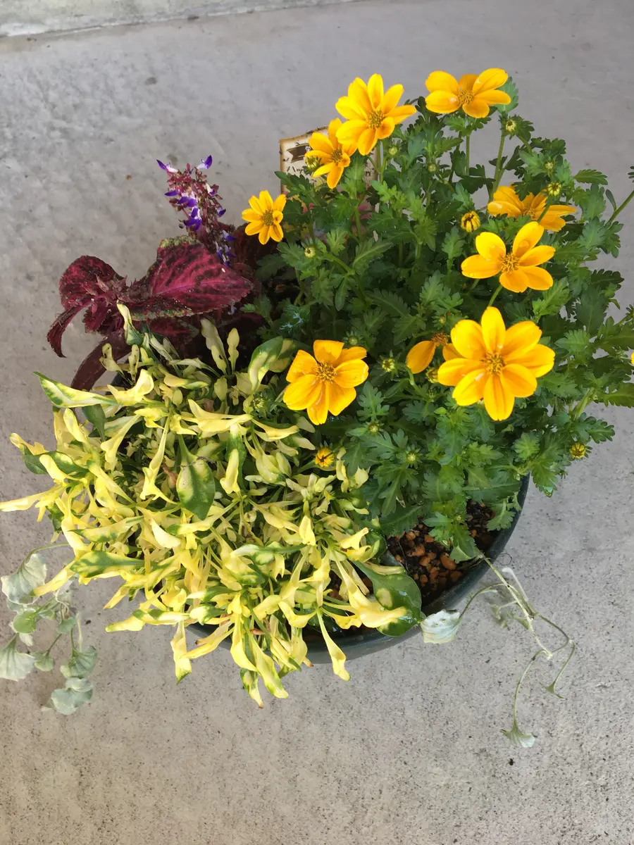 ビデンスの寄せ植え｜園芸日記byコヤンイ｜みんなの趣味の園芸｜616585