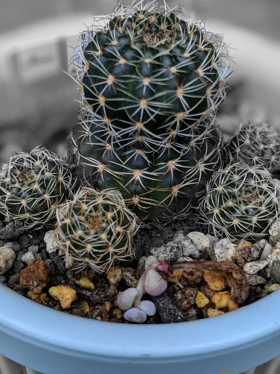 丸くなれミニサボテンs｜園芸日記byピグモン｜みんなの趣味の園芸｜617492