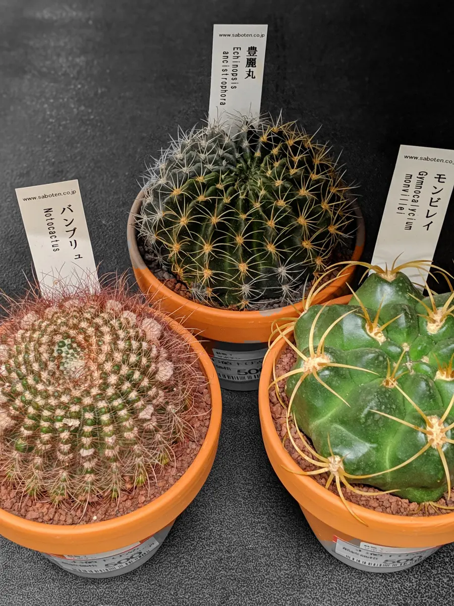 s*0様 サボテン　小平丸　特大株　極上　鉢のまま 小平丸の花が咲きました。 | サボテンと写真