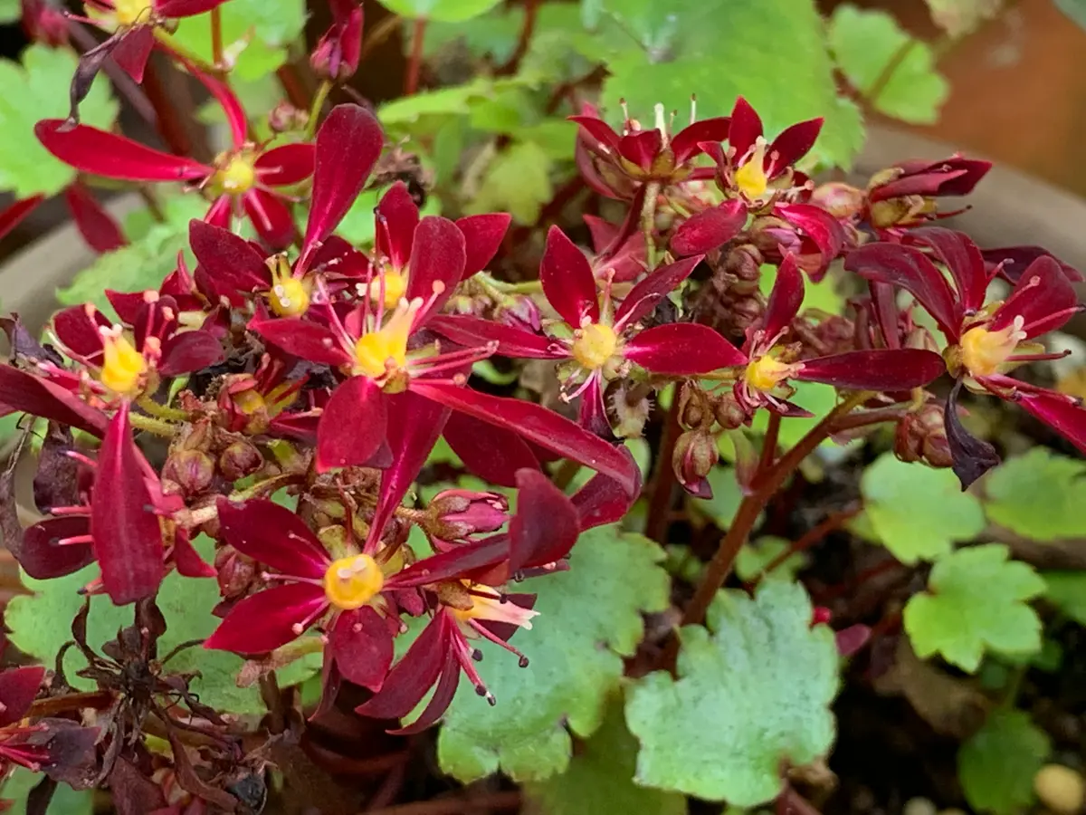 巨大健康な紅花マユハケオモト6寸3本足付き信楽焼10月9日(木)開花現在 赤花マユハケオモト 開花中 株は2株 マユハケオモト