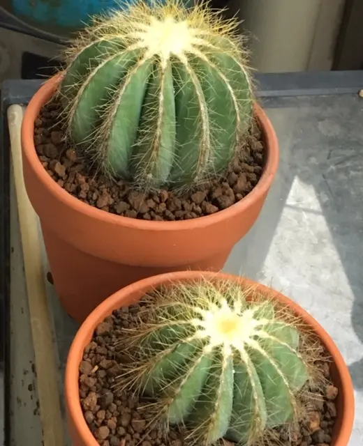 エリオカクタス英冠丸の日記一覧|湯島臥牛さんの園芸日記-みんなの趣味