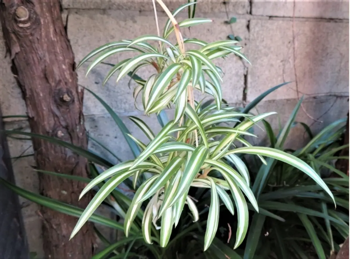 🍂ナカフヒロハオリヅルラン🍂〔写真1枚目〕-ロッキーさんの日記