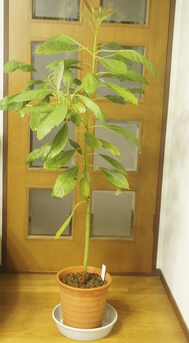 観葉植物　アボカド　200センチ アボカド ・・観葉植物になった｜園芸日記byトパーズ｜みんなの趣味の