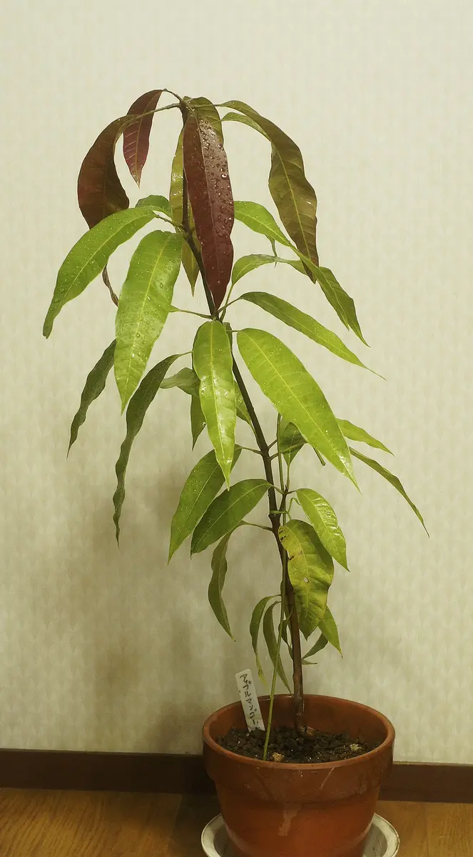 アボカド ・・観葉植物になった｜園芸日記byトパーズ｜みんなの趣味の