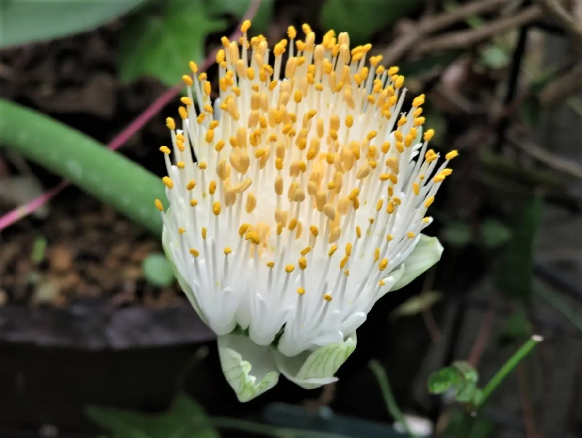 マユハケオモトの花｜園芸日記byロッキー｜みんなの趣味の園芸｜619802